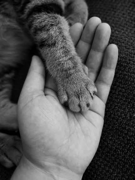 RescueCare's tweet photo. 🚨Urgent humanitarian appeal from the heart of Gaza!🚨
I'm an animal rescuer here, and our loyal friends – cats and dogs – are facing unbearable hunger.🐈🐕💔😔At the beginning of this month, our shelter ran out of food, and their eyes are pleading for a glimmer of hope.😿🐾💔🆘 Every moment of delay means lives lost.💔🌍 These friends need us now more than ever! Please, all you kind souls🫂🤍🌸, every donation, no matter how small, can make a real difference in their lives.😭🫂🐾✨🙏 Let's lend a helping hand to these innocent souls and show them that someone cares.🙏🐾🆘❤️🌸
PayPal: https://t.co/Lzv7nazr6v
GFM: https://t.co/MKk58SRPaQ
#Gaza #SaveTheAnimals #HelpNeeded