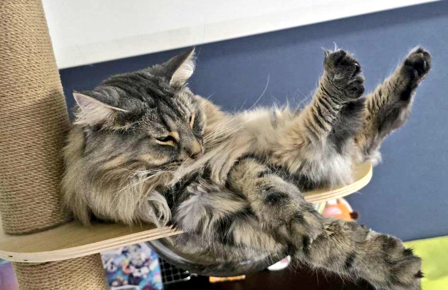 寝相がすごいソルくんです🐱