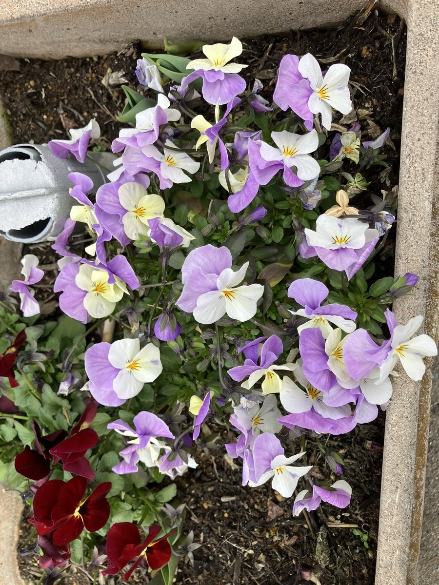 ももんがーZ (@amemomo_M) / Posts / X