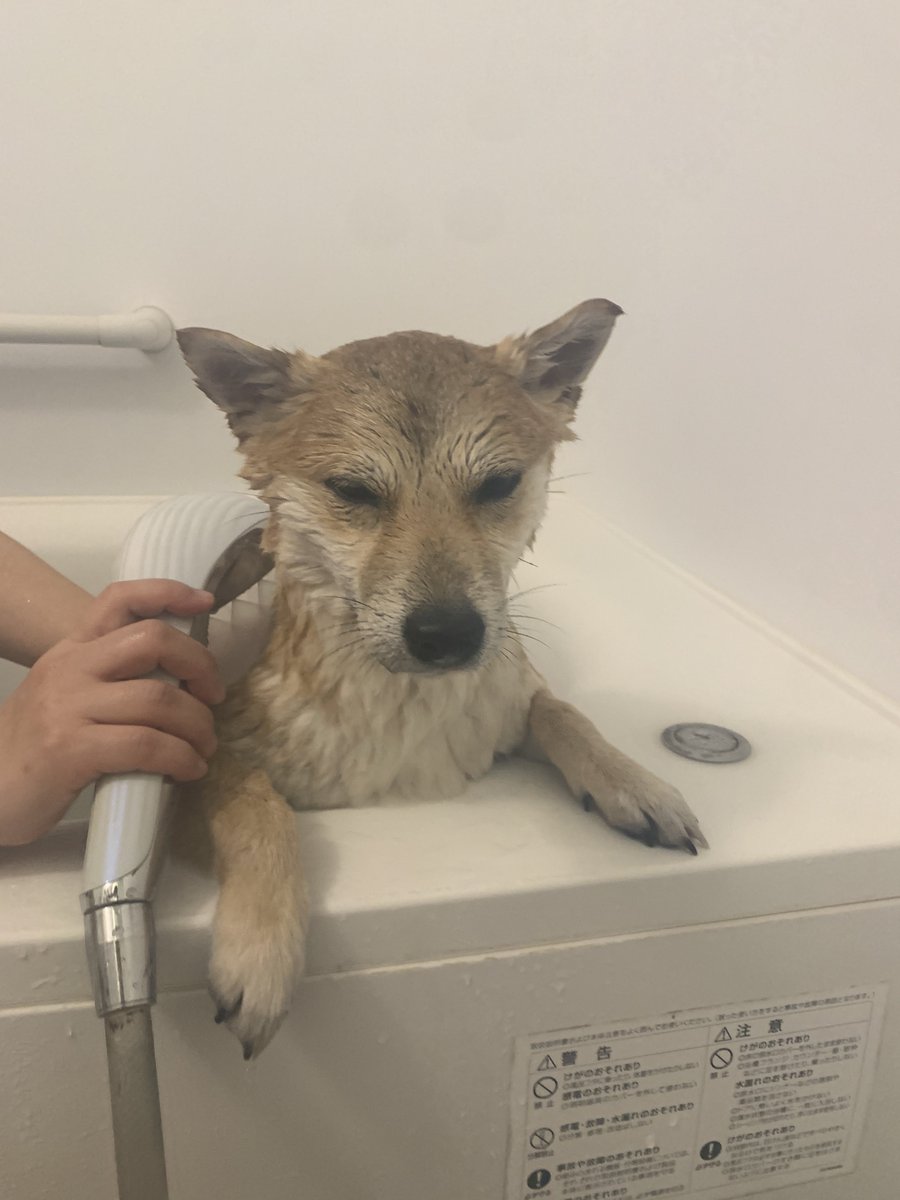 豆柴 豆柴豆吉 (@mamekichi0620) / Posts / X