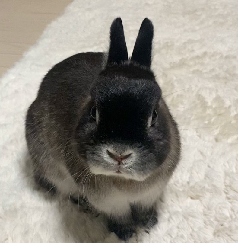 うさぎのふうりん tweet media