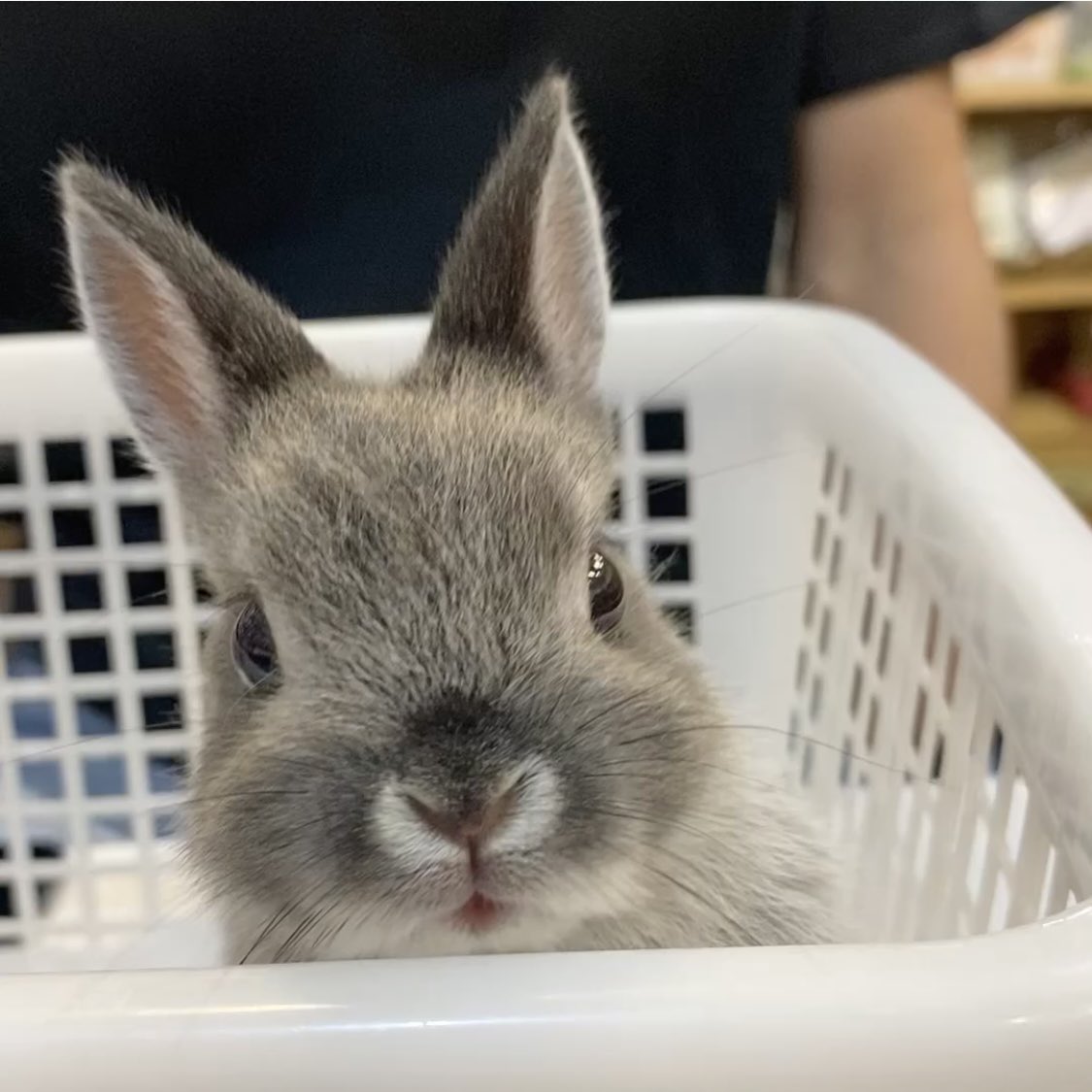 うさぎのふうりん tweet media