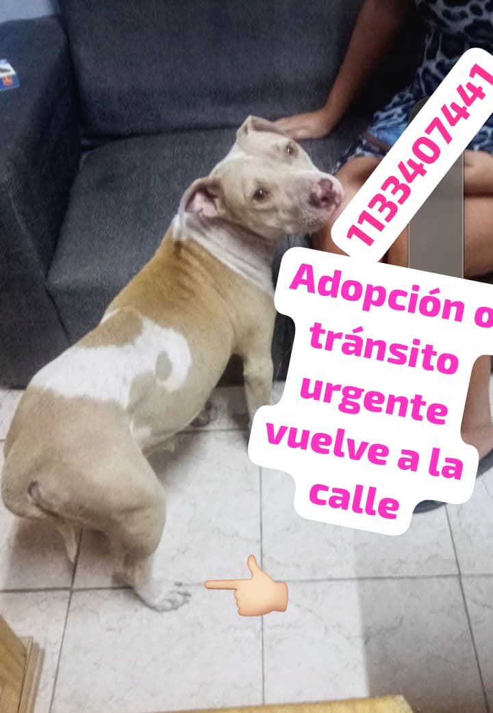 Adopción o tránsito urgente porque vuelve a la calle