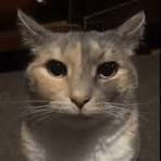 Kaza 🌸 tweet media