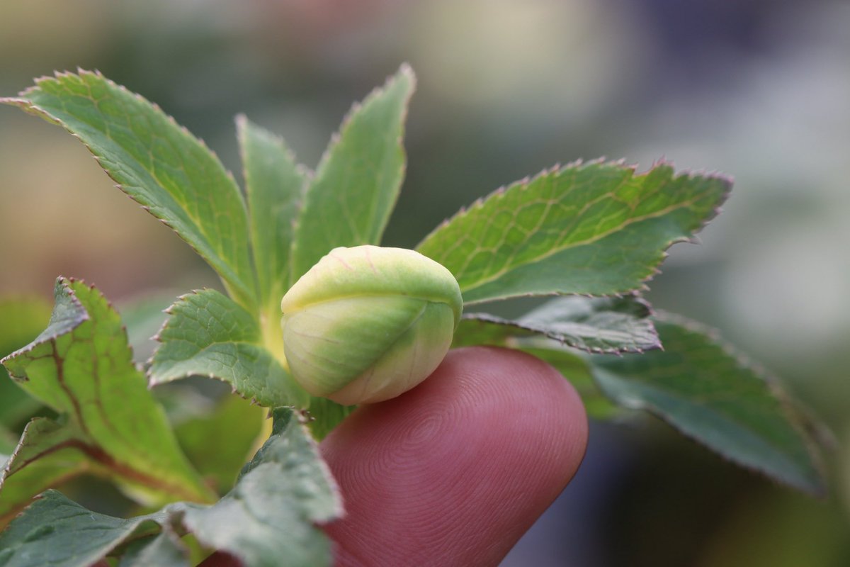 オキシ系いろはダブルからもう1つグリーンリップが咲きました！ 以前