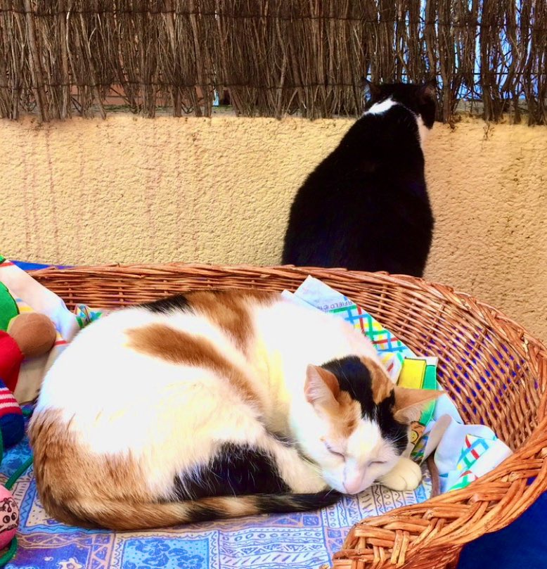 bitxinfan's tweet photo. The sleep and the peep. 

#gatetes #CaliGo #tuxietude https://t.co/reopjMqoKU