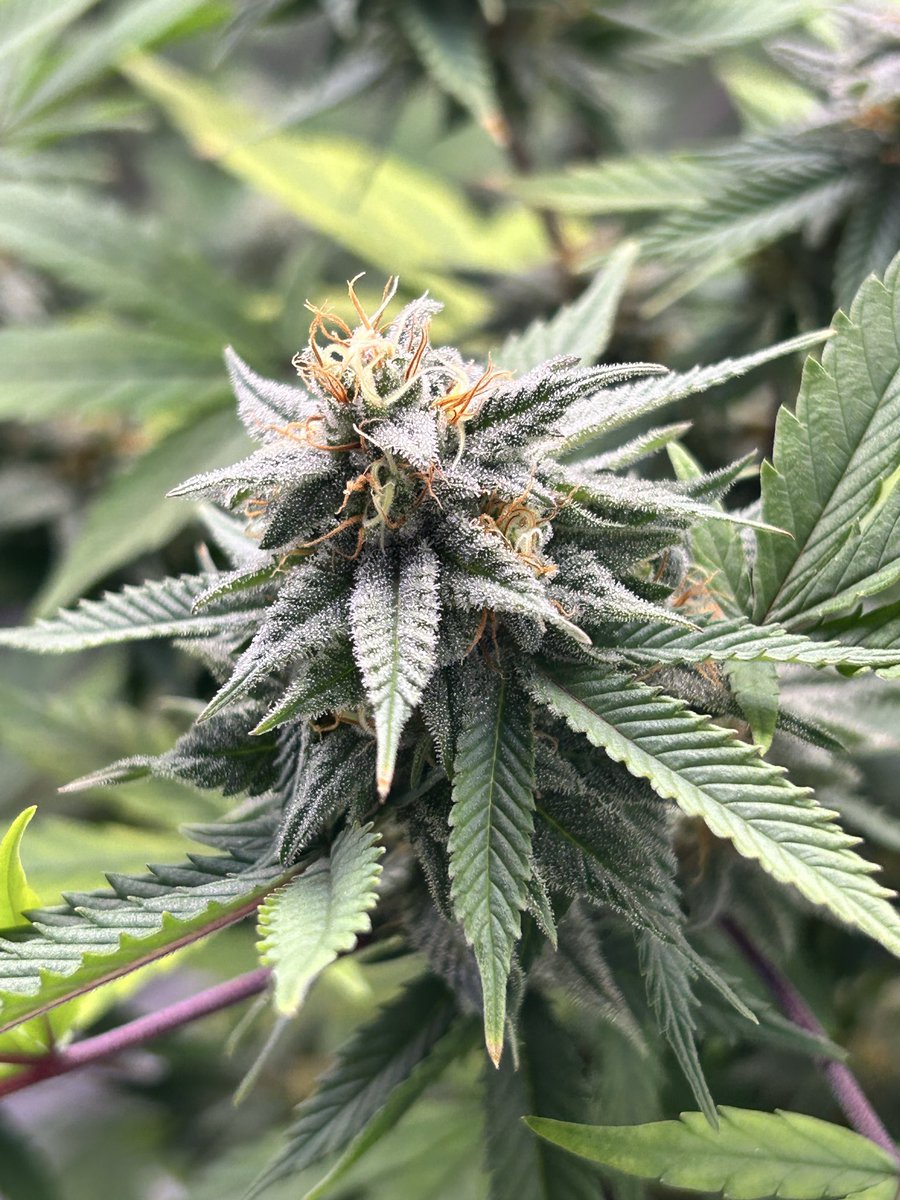 Cabin Early tweet media