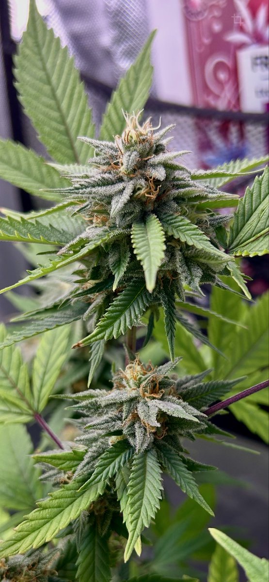 Cabin Early tweet media