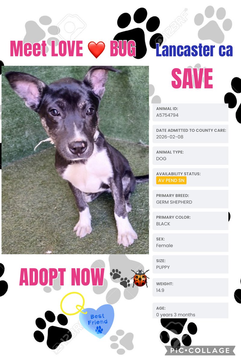 🆘🚨‼️🙏 URGENCY #SAVE LOVE BUG 🐞 #PUPPY 😞🥲 HELP #REPOST #SHARE #TAG or will be Euthanized 💉Entered  FEB 8 Some how missed so NEEDS VIEWS LOOKS 
LOVE BUG 🆔 #A5754794 #PUPPY 3m F   <a href="/AnimaLancaster/">LancasterAnimalShelt</a> #LosAngelesCA ‼️#REPOST #SHARE #TAG #FOSTER #ADOPT #RESCUE #CUTIEPUPPY 🥰