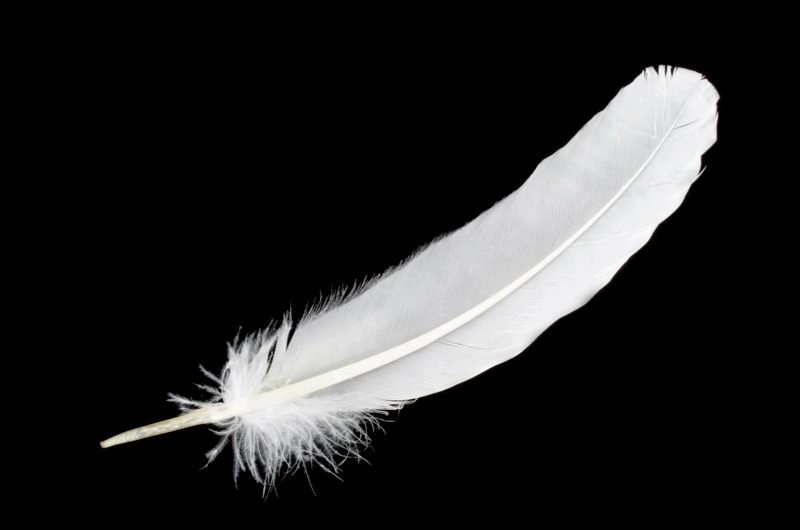 BowLondonE3's tweet photo. share if you think spineless Starmer deserves the white feather ! https://t.co/RCK8ff5Hv1