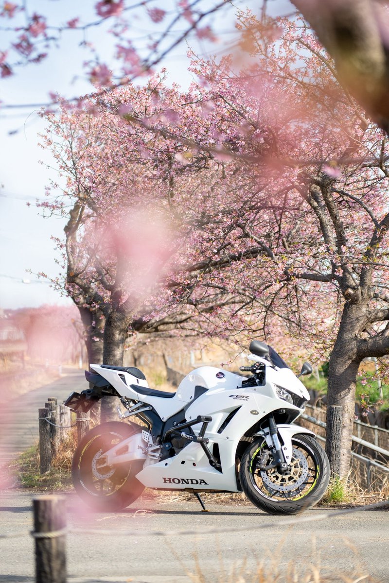 おはようございます！

桜の季節も徐々に変わってきます。
キレイに咲く桜と共に写活するなら、9時前までがオススメ。

#pentaxk3mkiii 
#CBR600RR