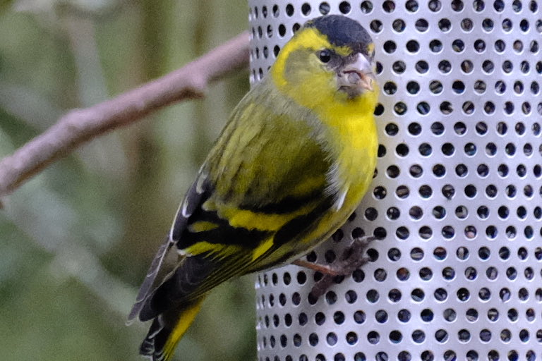 Sunday Siskins…
#derwent #northumbria 
#bird #photography
#birdphotography
