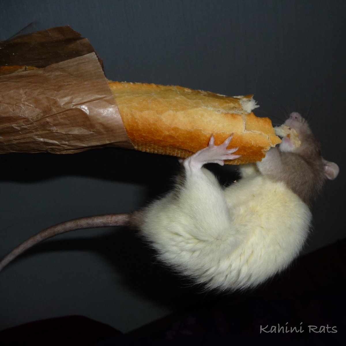 Particularly Peculiar 🌱🐀💜 tweet media