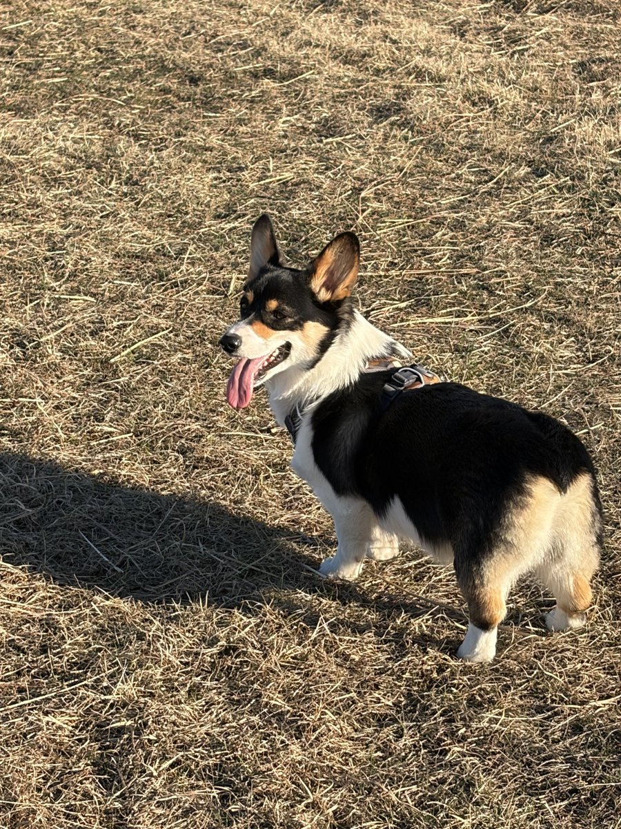 Andy Falcón tweet media