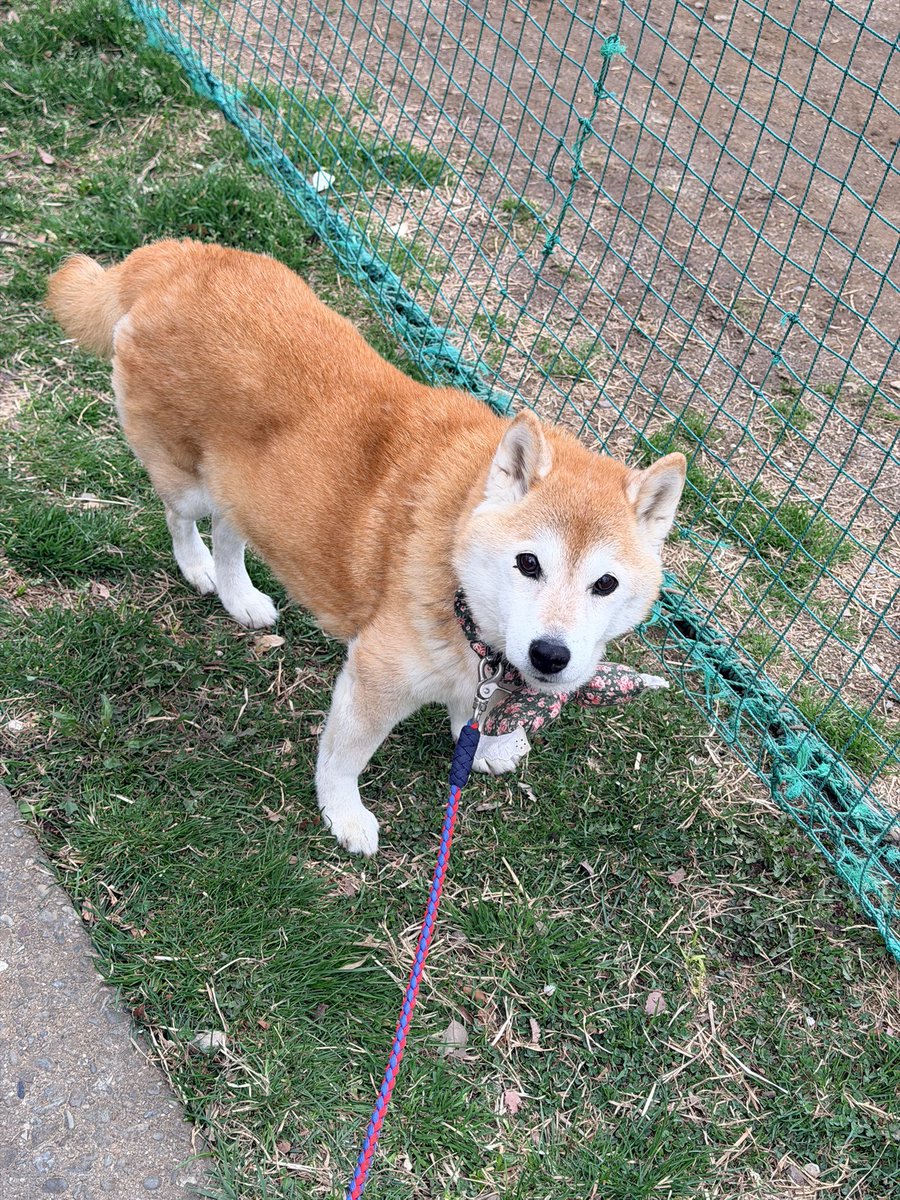 柴犬ハナ (@87shiba87) / Posts / X