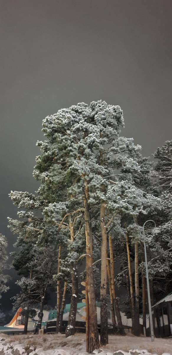 Can Peter Nibs tweet media