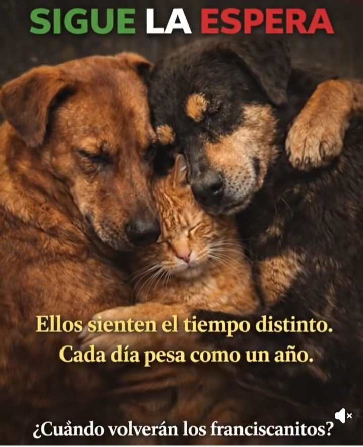 Regresen a los #Franciscanitos a su hogar, al #RefugioFranciscano!!!
#JusticiaParaLosFranciscanitos 
#AnimalRights
#TodosSomosFranciscanos
#VivosSeLosLlevaronVivoslosQueremos #CarmelaRiveroFueTodoPorDinero #CruelaBrugadaDevuelveALaManada
#ProtectTheVoiceless
#AnimalCruelty