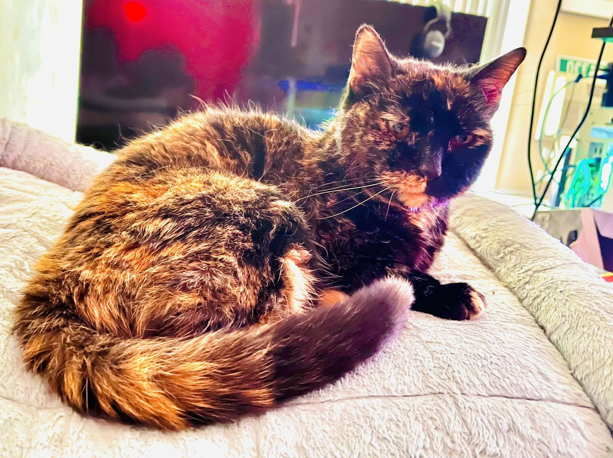 OtakuFromMars | 火星のオタク | Twitch & YT 🍉 tweet media