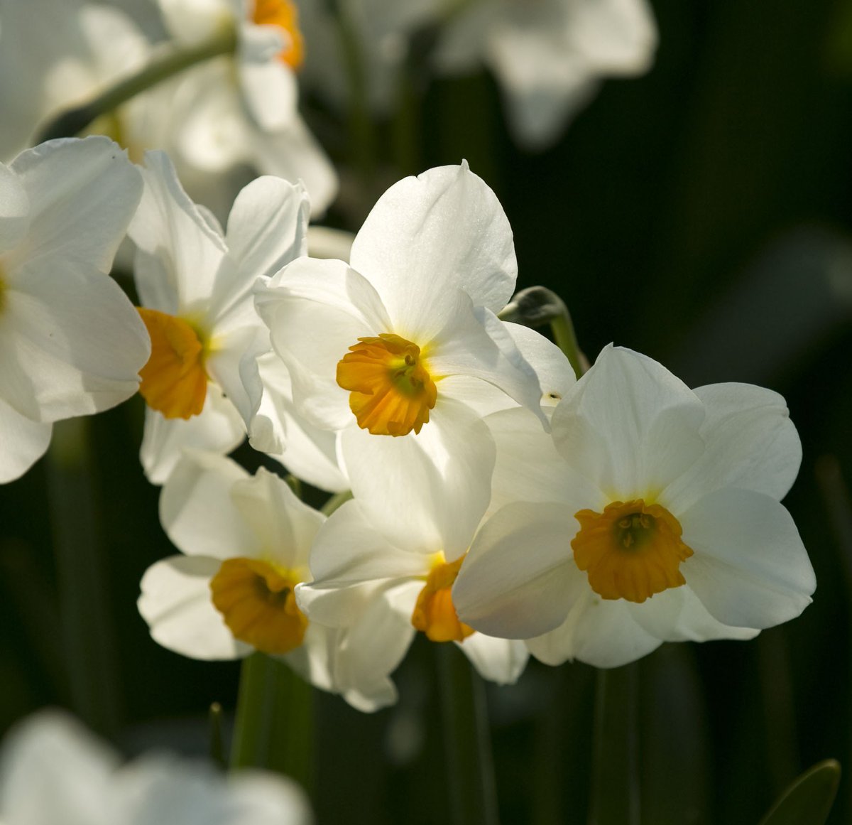 Lissadell House tweet media