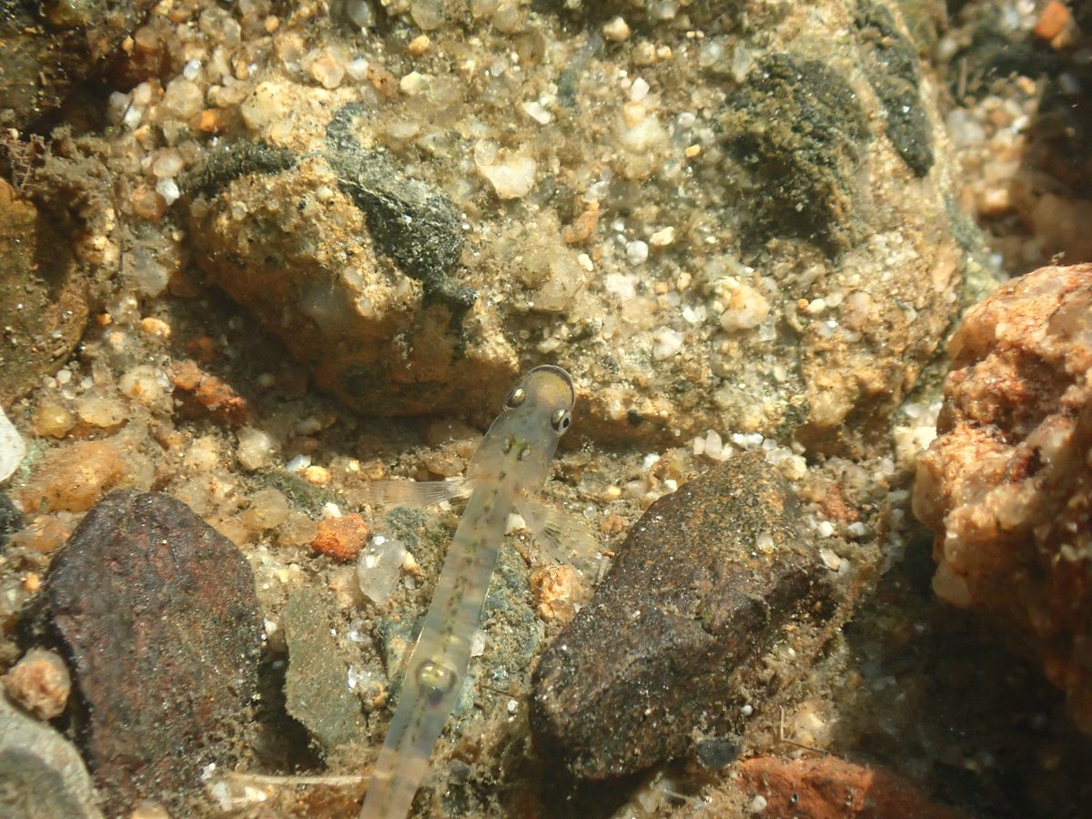 シロウオの水中写真チャレンジ
リベンジ成功。