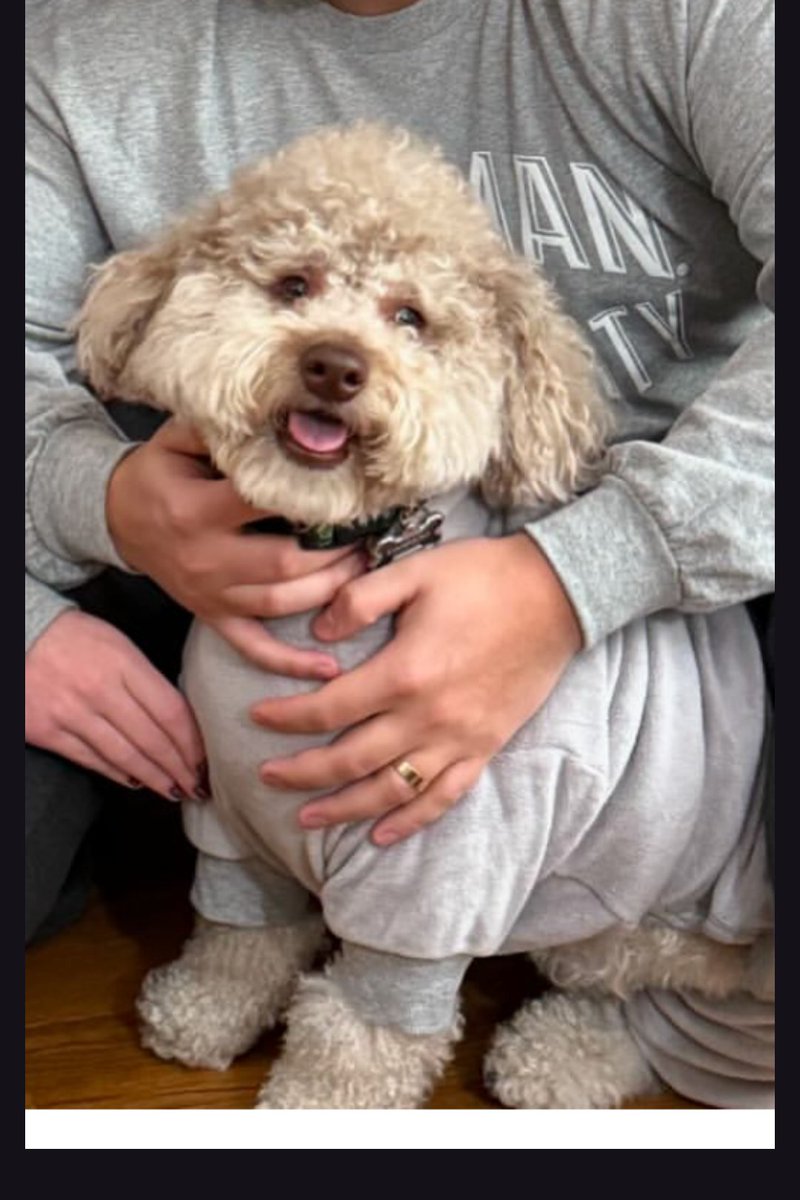Cannoli the doggy

(My friends dawg)