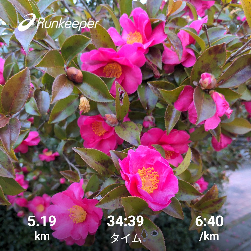 おはようございます！今朝も元気に走れました😆また1週間頑張りましょう🥰ふくい桜マラソンまであと27日！
#朝ラン
#菜食ランナー
#ふくい桜マラソン