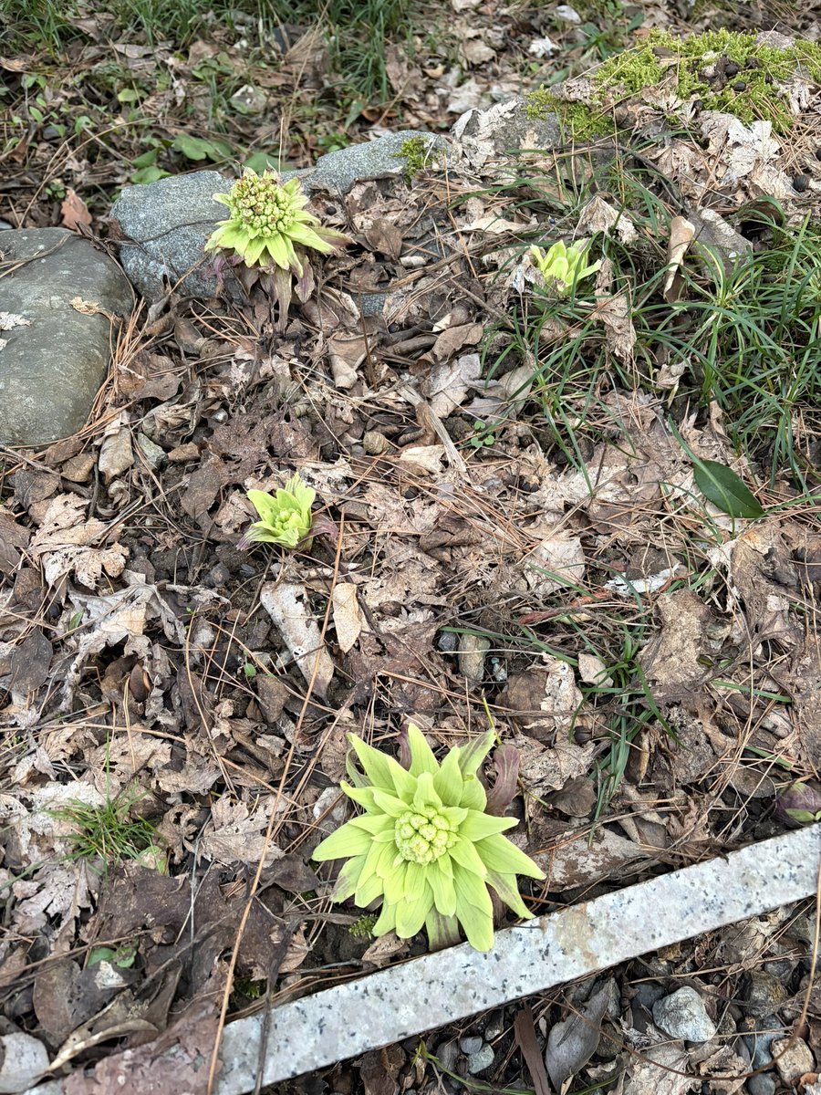 🌲鈴懸 suzukake tweet media