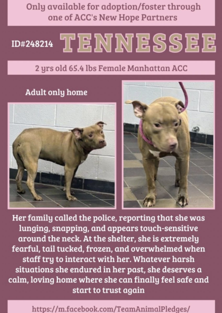 When your dog's behavior changes and her neck hurts, you spend time and love on her, and take her to the vet for at the very least an exam, and some simple blood tests like lyme, and a fecal test for parasites.
DON'T DUMP HER IN A KILL POUND.
SAVE TENNESSEE.
Pledge. 
RT