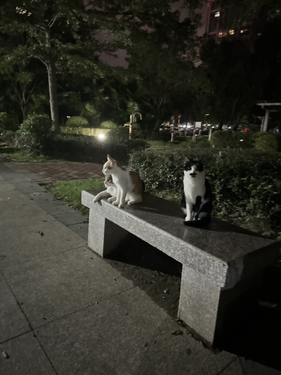 goodok89's tweet photo. Two adorable kittens sat quietly on a park bench in the night. #Night #Cat #Healing 🌙🐾 https://t.co/atkUCb1BIU