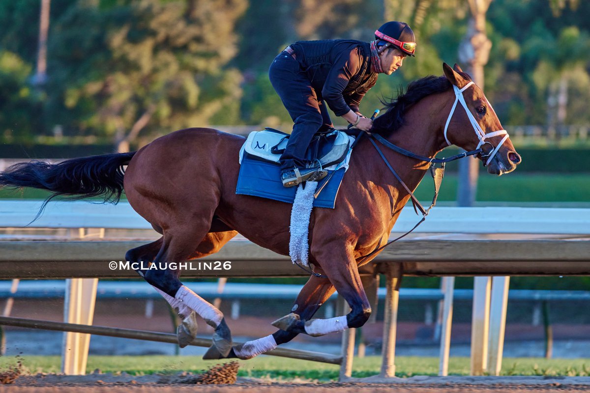 J McLaughlin Safford tweet media