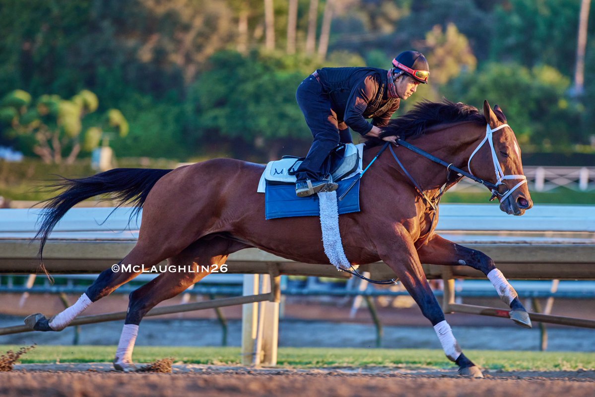 J McLaughlin Safford tweet media