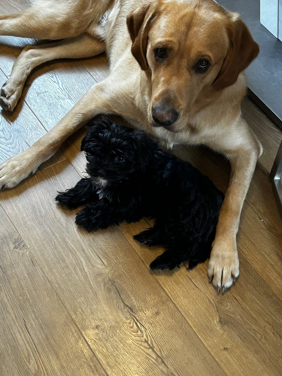 ros_rendle's tweet image. Hi, I’m Ros Rendle and also write as Cara Clayton. I am qualified to raise guide dog puppies for the blind. Quincey is going into advanced training. We also have our own puppy, Ted. 
I write contemporary #feelgood stories as well as historical fiction.
amazon.co.uk/ros-rendle/s?k…