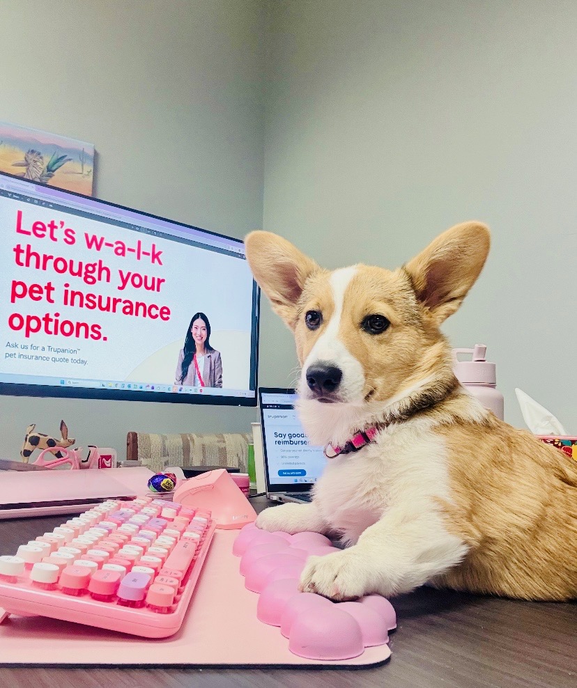 BryanDoerner_SF's tweet photo. 🎉 Happy National Corgi Day! 🎊🐾 Celebrate your furry friend’s health with pet insurance. Let Waffles and I help you get paws-itively covered! Call us 505-930-5210 to find a plan that fits your budget! #CorgiState #PetInsurance #StateFarmAgent #ProtectYourPet #CorgiLove #SantaFe https://t.co/lzBK6BK75A