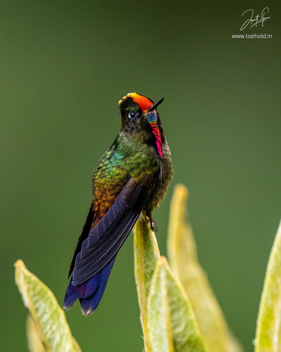 Jayanth Sharma tweet media