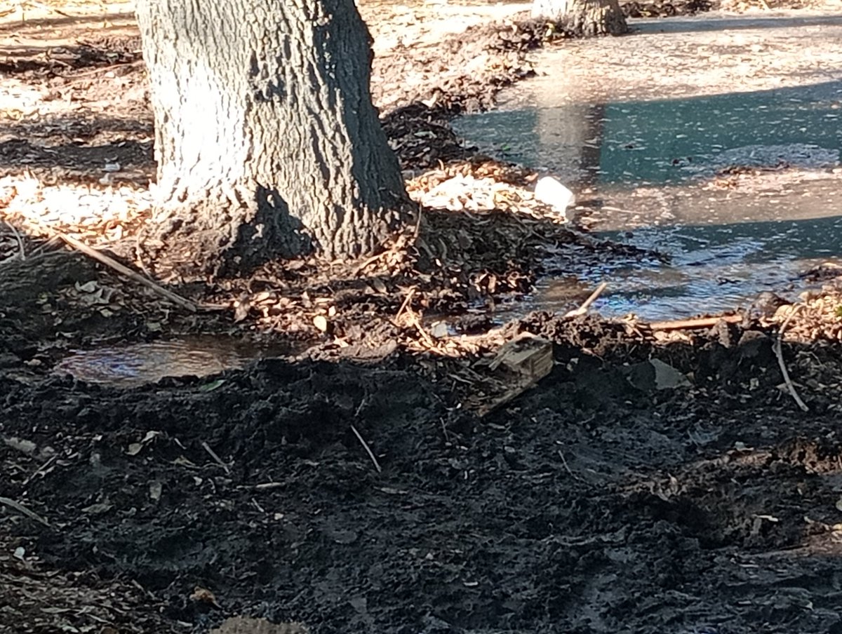 Ruben Rebollo tweet media