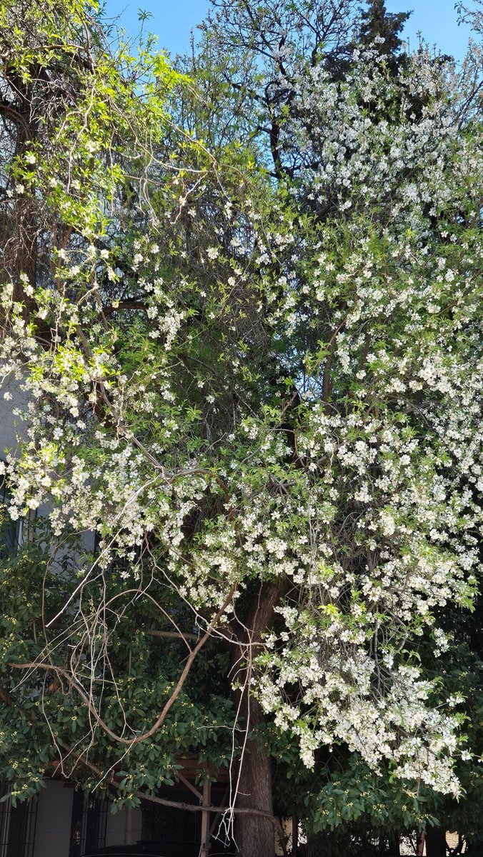 sedsev's tweet photo. Günden kalanlar💛✨️
#1Mart #Antalyasokakları #baharınbelirtileriçiçekler https://t.co/23NZYh3WqI