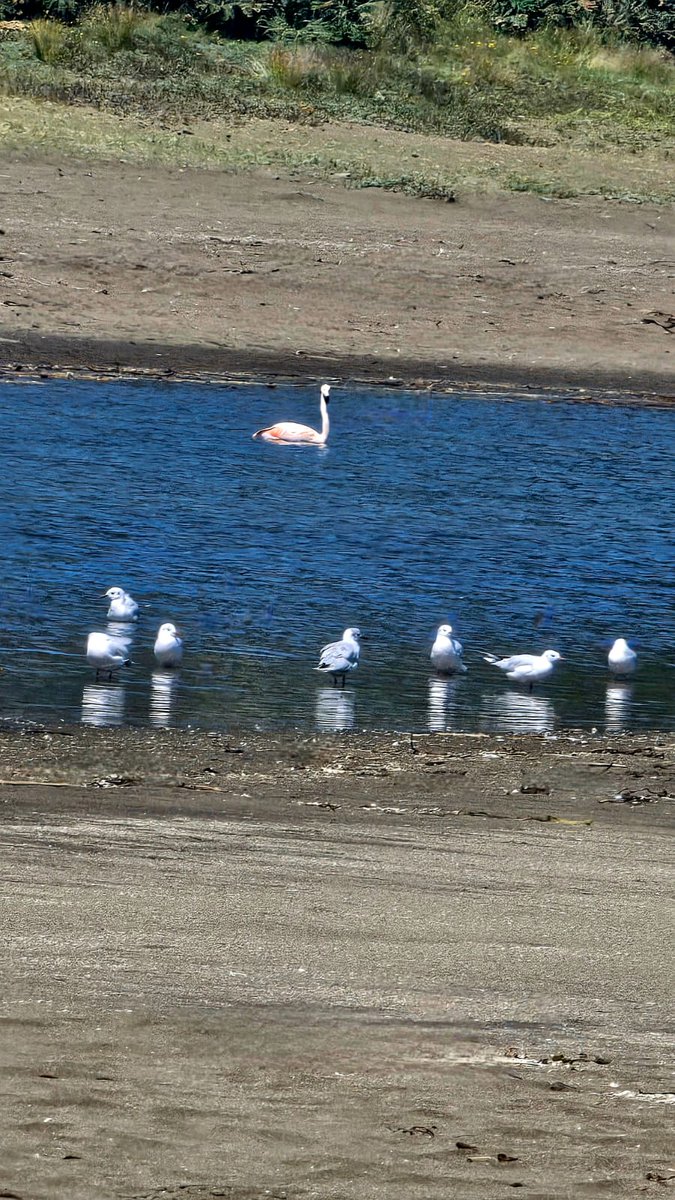 CallieMon40's tweet photo. Un Flamenco en curiñanco en la cascada guarda 🥰🦢
#valdiviacl #curiñanco #selvavaldiviana  #Flamenco #costaValdiviana https://t.co/dunlnNz0H2