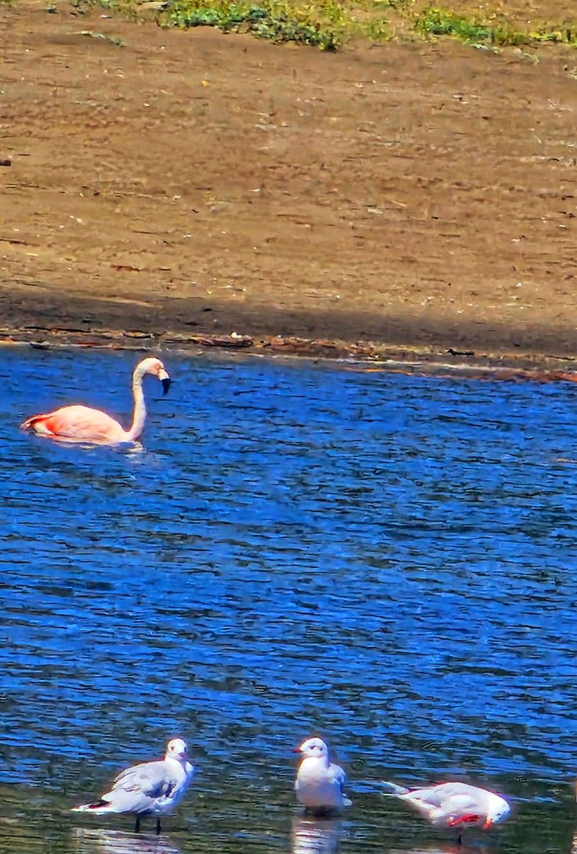 CallieMon40's tweet photo. Un Flamenco en curiñanco en la cascada guarda 🥰🦢
#valdiviacl #curiñanco #selvavaldiviana  #Flamenco #costaValdiviana https://t.co/dunlnNz0H2