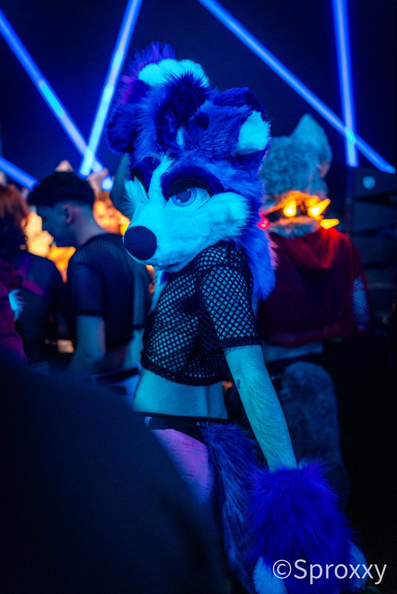 DogBox Designs tweet media