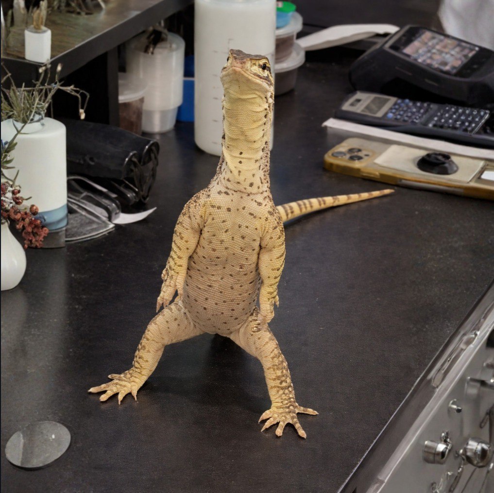 Sup $Venus famsss!!!

what we cook todayyy??