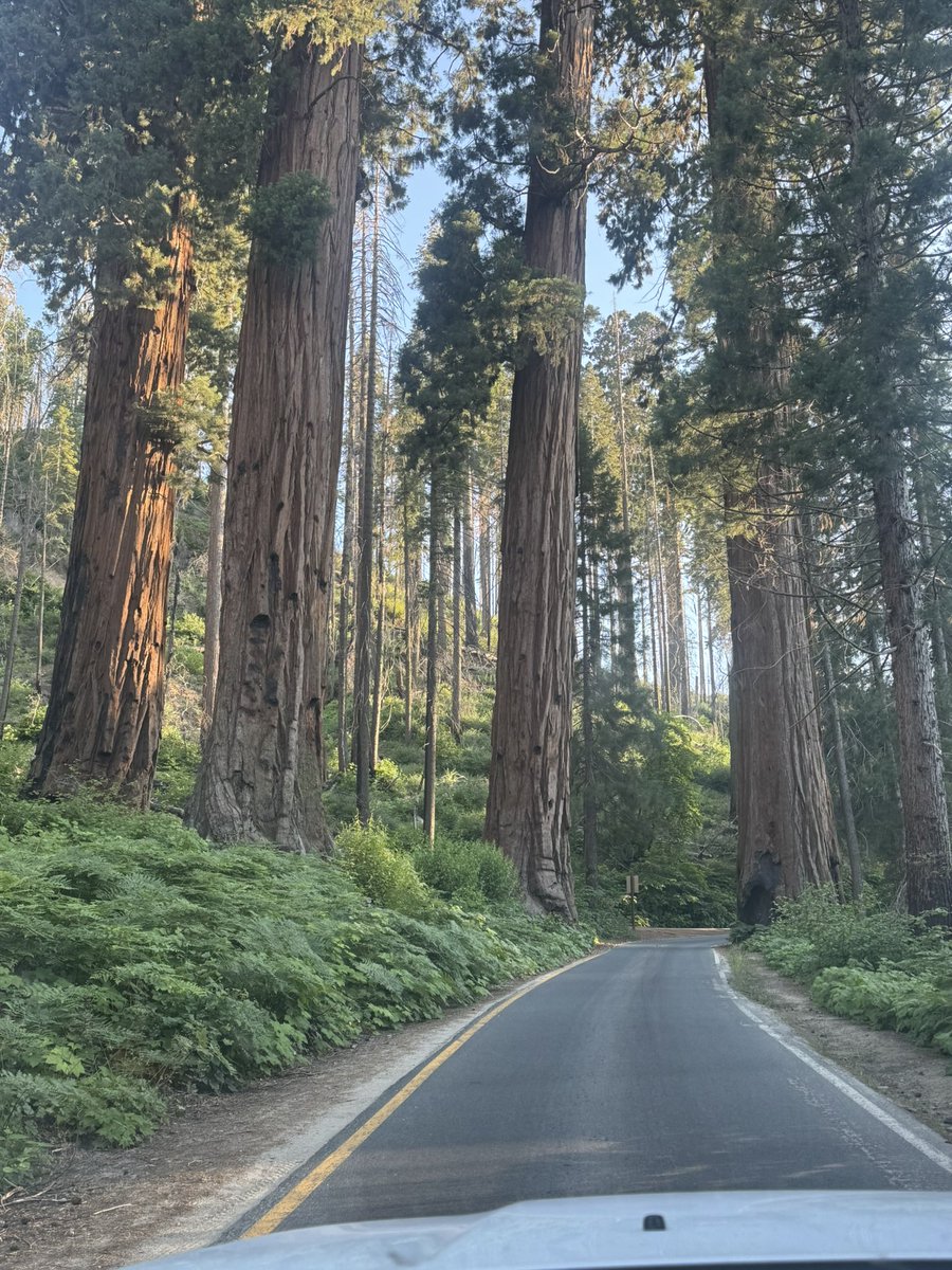 LamboVfl's tweet photo. @LifeofBandT @Ron613_ @YellowstoneNPS Went to sequoia and Yosemite this past summer they where awesome as well https://t.co/XwLAdqO3mg