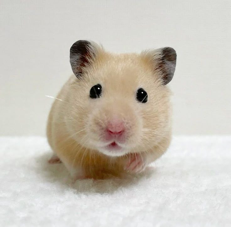 hamster (@hamsterie) on Twitter photo 