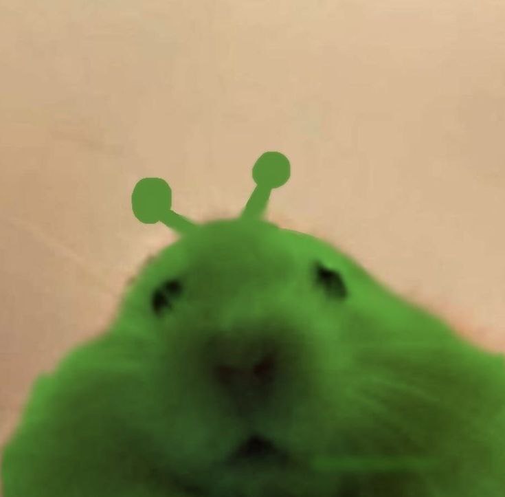 hamster tweet media