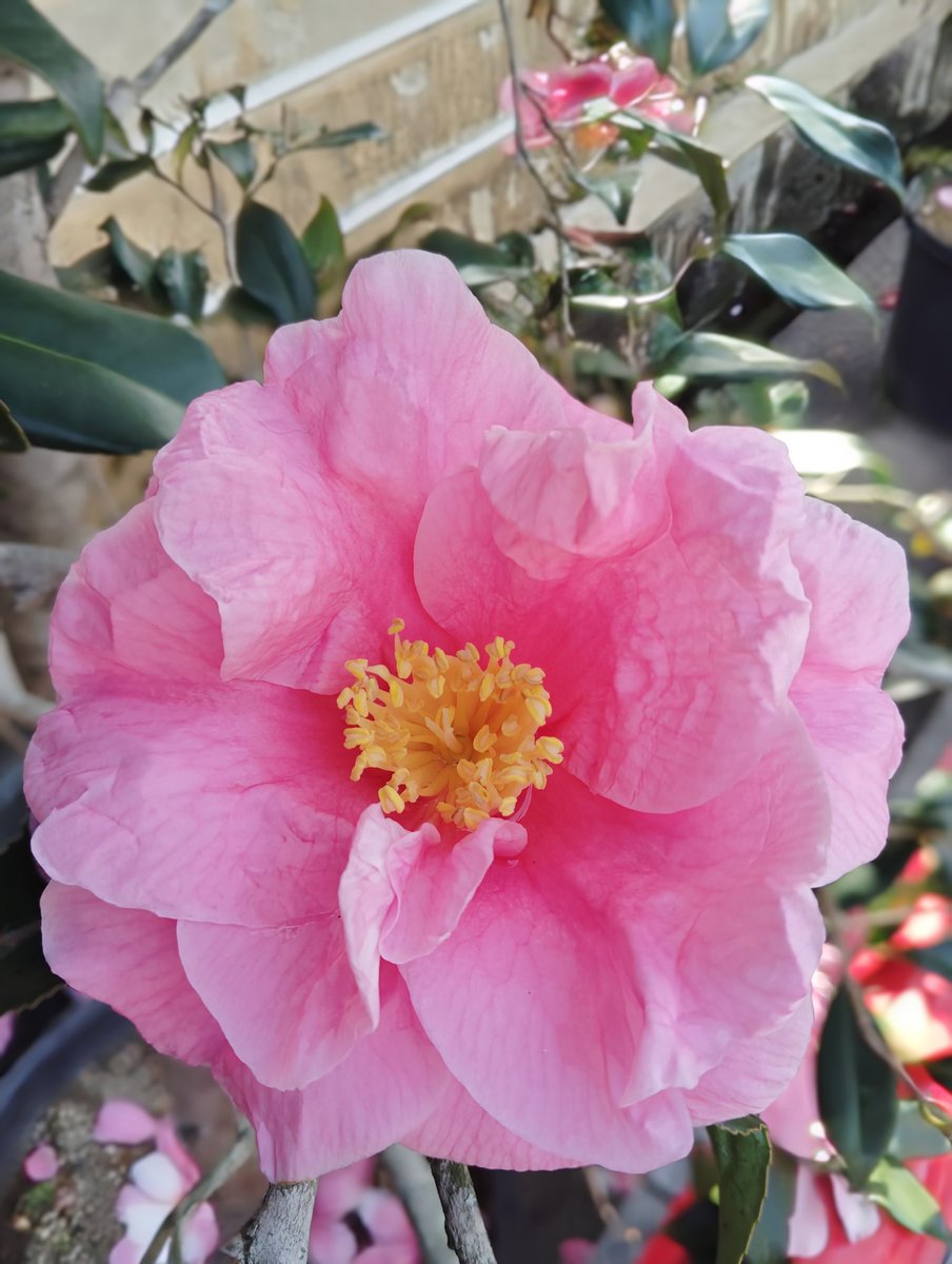 FWLMacZ95u95352's tweet photo. #flowers๐ธ๐ฟ๐ธ
Bright pink carries a charm so magical it makes my heart lighten.
#MagicHue #HeartLift ๐๐ https://t.co/vY5mW7s6Om