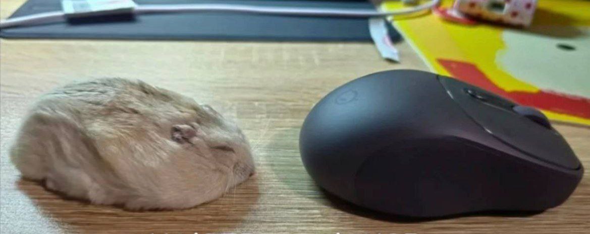 hamster (@hamsterie) on Twitter photo 