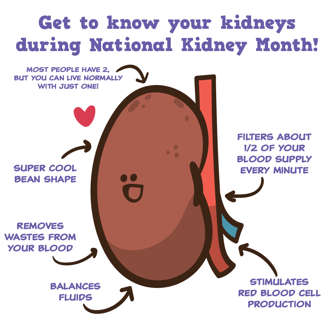 TheLivingBank's tweet photo. It's National Kidney Month! This is observed every March to raise awareness about kidney health, the risks of kidney disease, and what you can do to prevent it! Kidney disease is often preventable and manageable when caught early. Share this post to help raise awareness! https://t.co/Bn7kInwt7i