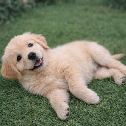 Doglover tweet media