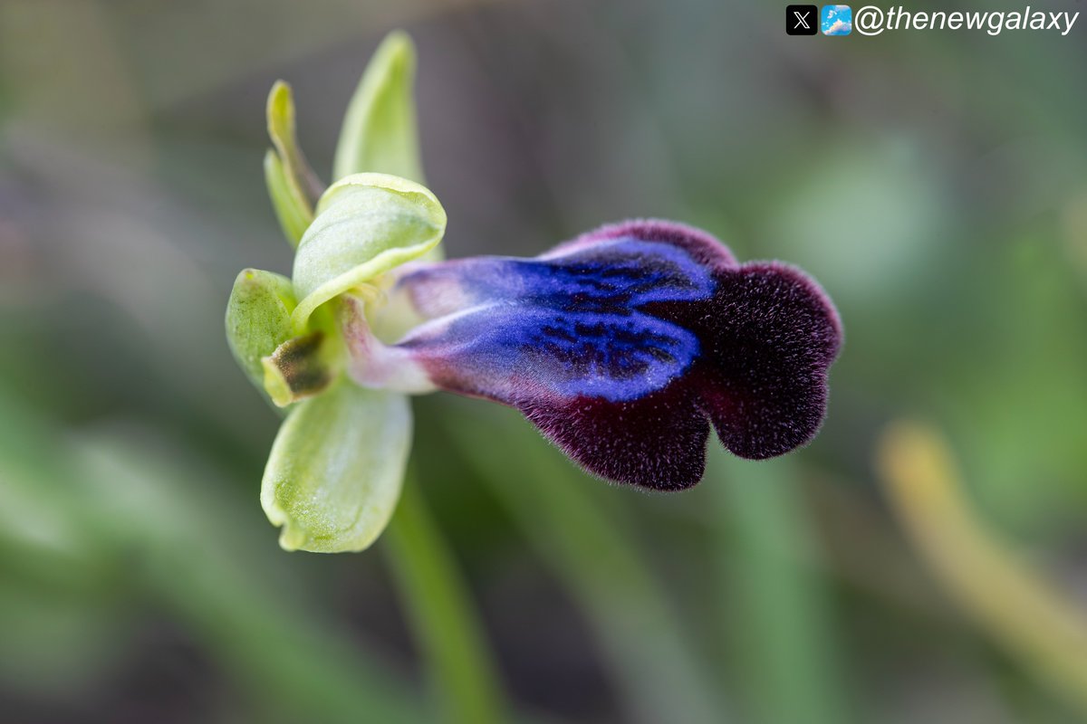 Dr Richard Bate tweet media