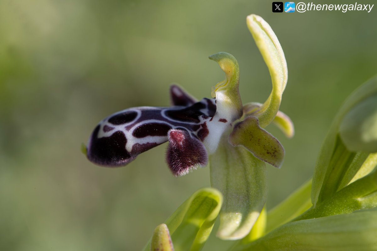 Dr Richard Bate tweet media