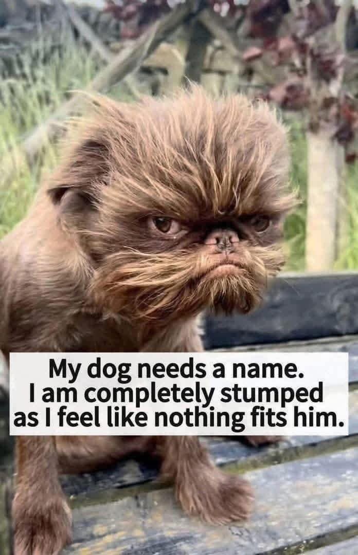 Doglover tweet media